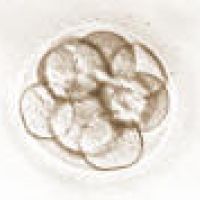 8-cell embryo, 3 days after egg retrieval.