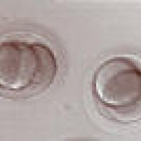 3-cell and 2-cell embryos, 2 days after egg retrieval.