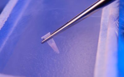 Egg freezing in Kingwood IVF