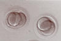 3-cell and 2-cell embryos, 2 days after egg retrieval.
